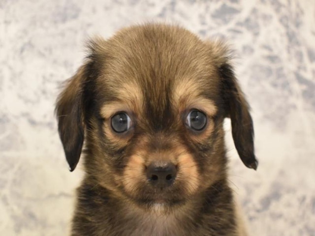 神奈川県のハーフ犬 (ペッツワン三浦店/2024年3月24日生まれ/男の子/シェーデットイエロー)の子犬